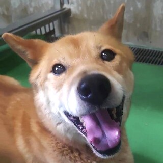 22日期限‼とってもいい子！命繋げたい