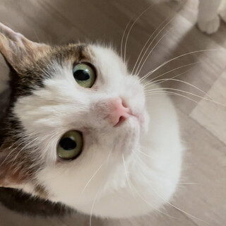 人好き！愛嬌たっぷり♡元気いっぱい♡ハチワレ女子