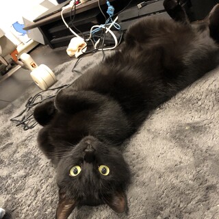 猫の里親募集します。