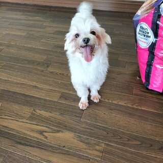 マルチーズ　♀　女の子　ホワイト　8歳
