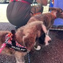秋田犬✖️セントバーナード「セン」君2か月