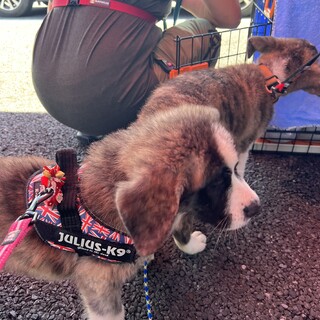 秋田犬✖️セントバーナード「セン」君2か月