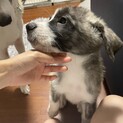 綺麗な虎毛の秋田セントミックス子犬「グリ」君
