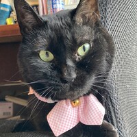 ケメ子