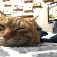 おこげ