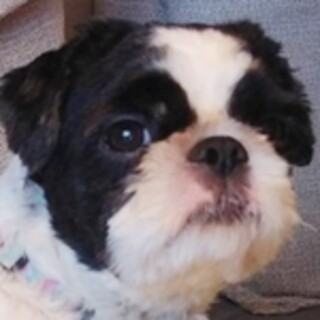 保護犬ナンバーＤ１５６３　シーズー