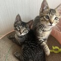 生後3ヶ月姉妹一緒に里親募集中