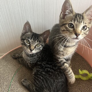 生後3ヶ月姉妹一緒に里親募集中