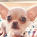 保護犬ナンバーＤ１５５６　チワワ