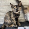 2匹同時引き取り希望　女の子　生後2ヶ月