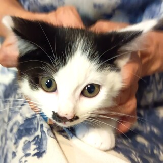 エイト君！スーパー元気！な白黒仔猫ちゃん！一か月半