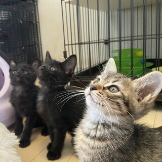 【お見合い随時】黒猫★キジトラ甘えん坊な天使達
