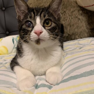 4ヶ月人馴れ抜群女の子