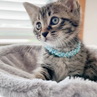 コゴロウ、里親さま決定！ありがとうございました♥️