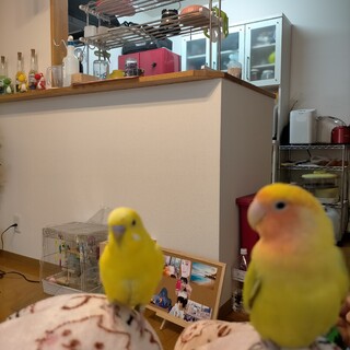 セキセイインコオスとコザクラインコメス