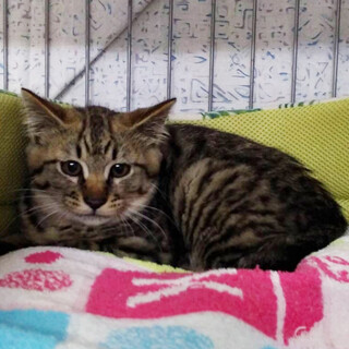 可愛い、キジトラ男の子