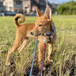 ワンにゃん幸せ探し（譲渡会）