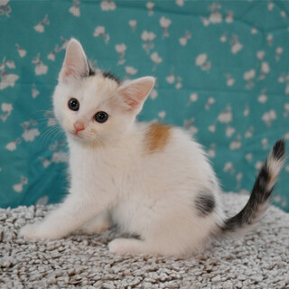 可愛い白三毛ちゃんです(*^^*)