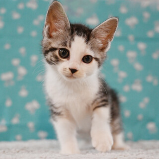 油絵　専用　花冠の猫　サバトラ白ちゃん 0a9973f84a94c18b5c3be5fdef7297