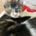 餅シリーズ:ずんだもちちゃん