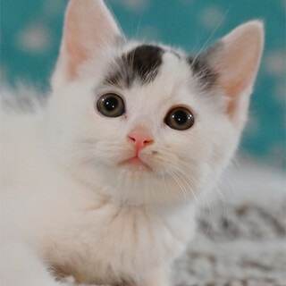 前髪？も可愛い白黒ちゃんです(*^^*)