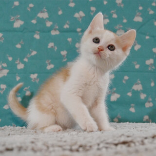 茶＆クリーム白ちゃんです(*^^*)