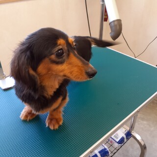 ダックスの女の子　1才