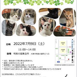 四条畷駅　仔猫だらけの譲渡会