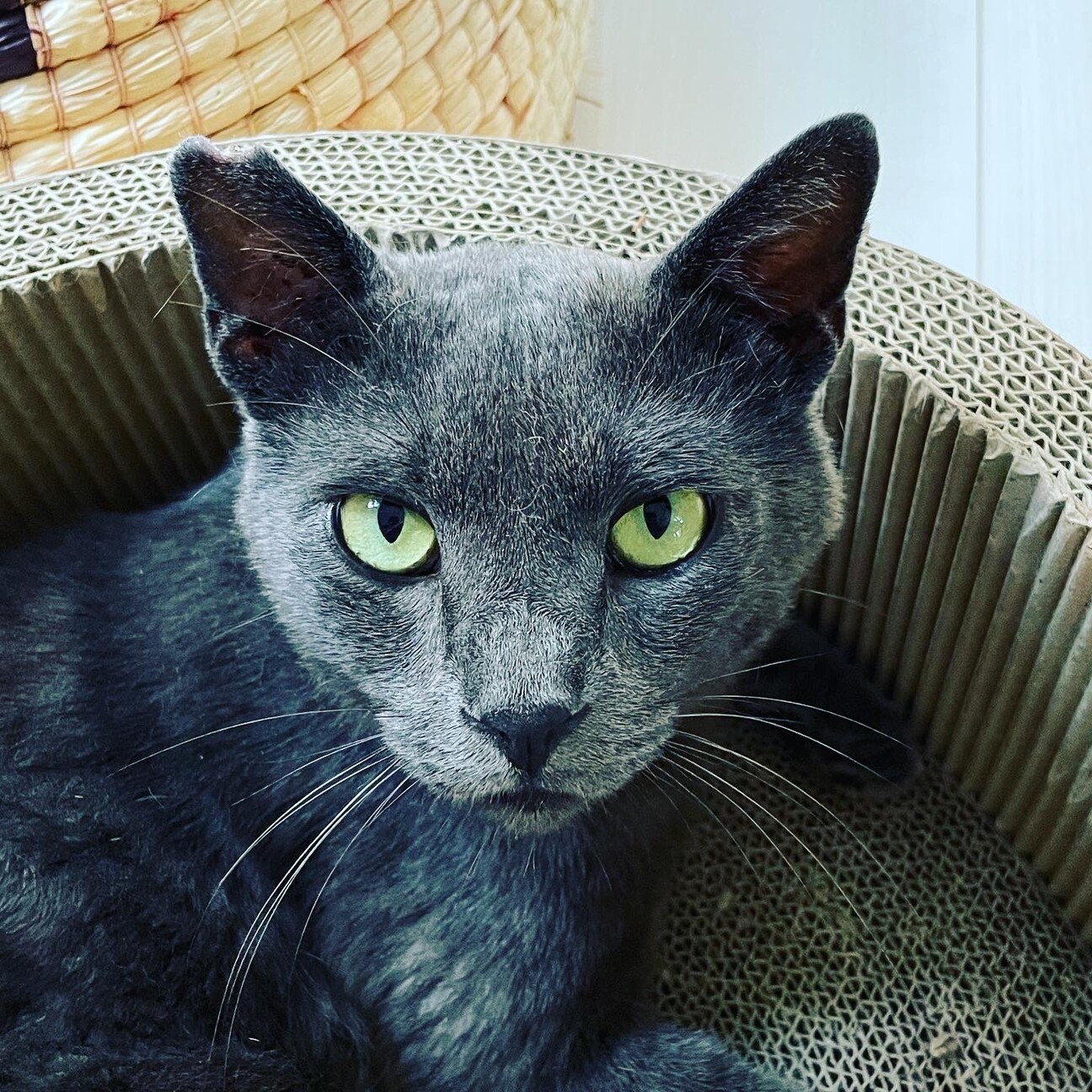 グレー イケメン なつっ 愛知県 猫の里親募集 4151 ペットのおうち 月間利用者150万人