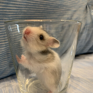 ゴールデンハムスター　シルバー系