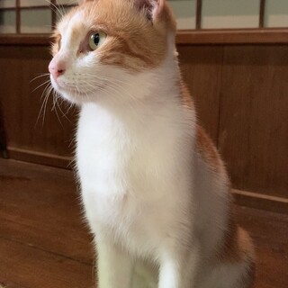 臆病すぎて満腹まで餌を食べられない子に愛の手を