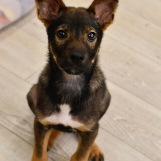 カコイイレイバンくん！