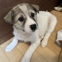 人と遊ぶの大好き【オーブ】