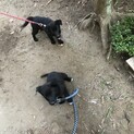 里親募集中　子犬です。