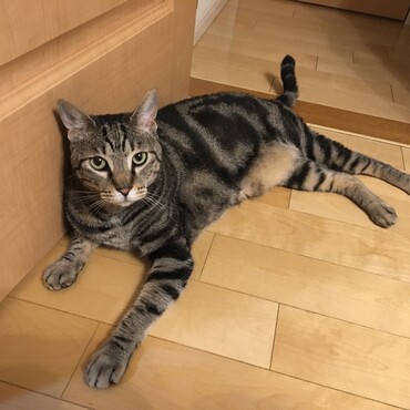 だるいにゃー