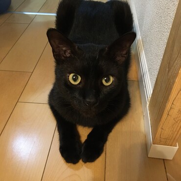 ごはんもらえるまで、ここからどかないにゃ！(おやつ貰えるまで台所の扉を閉めさせない作戦)