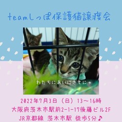 teamしっぽ譲渡会@大阪府茨木市