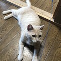 淡いクリーム色の茶トラ ちゃー君