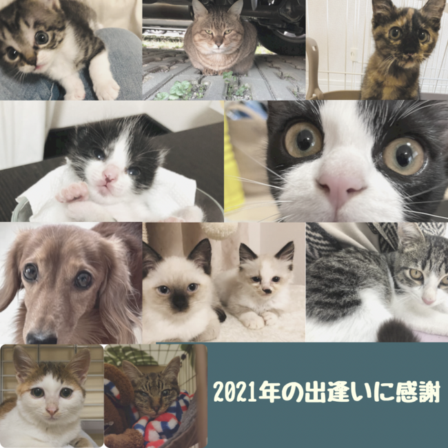Lien リアン.with animals〜共に生きるプロジェクト〜のカバー写真