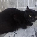 綺麗な黒猫の【獅子丸】くん