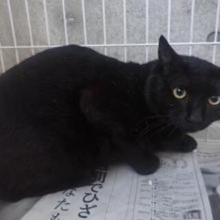 綺麗な黒猫の【獅子丸】くん