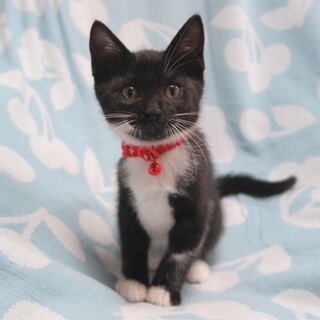 陽キャなガングロ娘☆タビちゃん