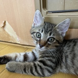 猫の里親会　in 日立シビックセンター