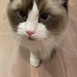 遊ぶのが大好きなツンデレ