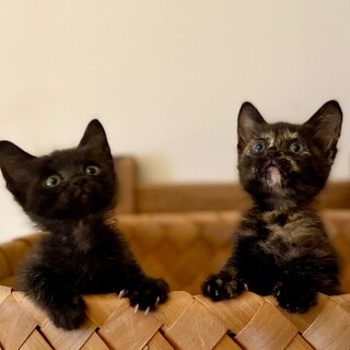 甘えん坊な　おんぶ❤︎だっこ兄妹❣️