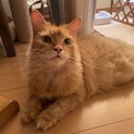【譲渡費用不要】ノルウェージャン♀
