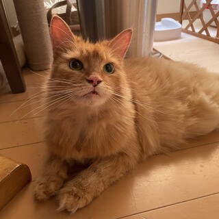 【譲渡費用不要】ノルウェージャン♀