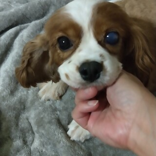 甘えん坊なキャバリア女の子