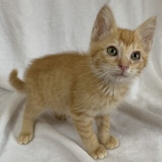 甘えん坊のりこちゃん