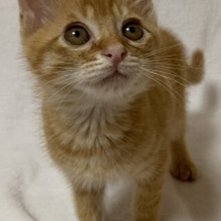 まるっこい瞳のこたくん